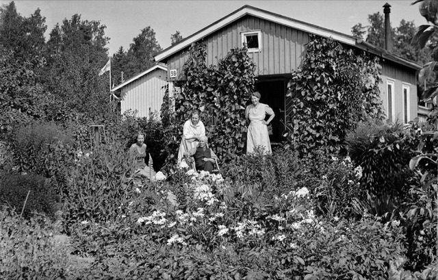 A Helsinki allotment garden in the 1940s, with a small wooden cabin, climbing plants and flower beds