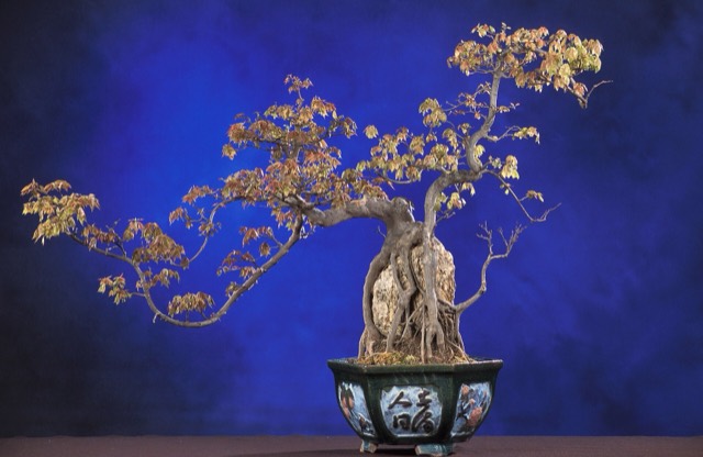 A trident maple bonsai in a decorated pot against a dark background